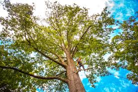 How Our Tree Care Process Works  in  Portage, MI